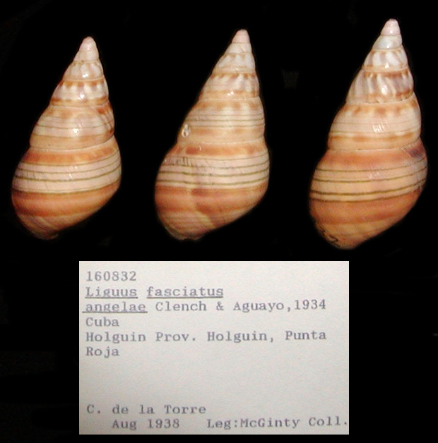 Liguus fasciatus angelae Clench and Aquayo, 1934