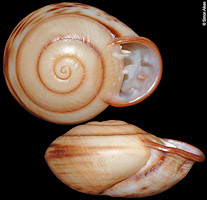 Anostoma octodentatus Fischer, 1807