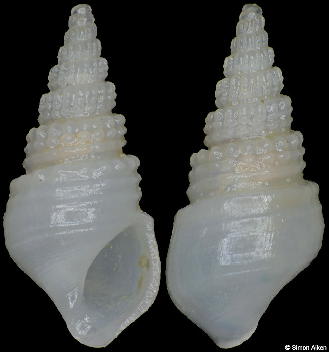 Moerchiella antoni (Schwartz von Mohrenstern, 1860)