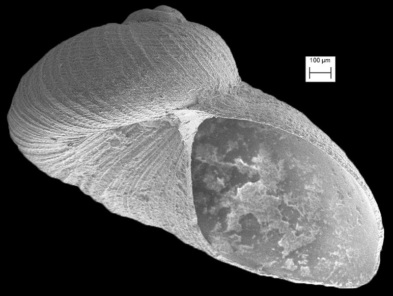 Macromphalina apexplanum Roln and Rubio, 1998