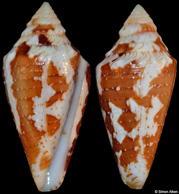 Conus archon Broderip, 1833