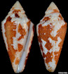 Conus archon Broderip, 1833