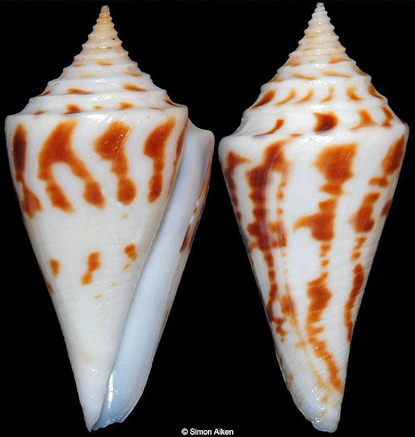 Conus arcuatus Broderip and G. B. Sowerby I, 1829