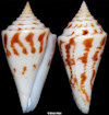 Conus arcuatus Broderip and G. B. Sowerby I, 1829