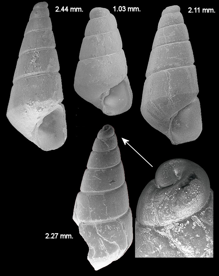 Eulimastoma canaliculatum (C. B. Adams, 1850) Channeled Odostome