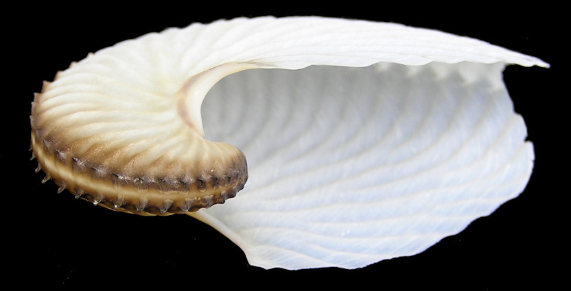 Argonauta argo Linnaeus, 1758 Greater Argonaut