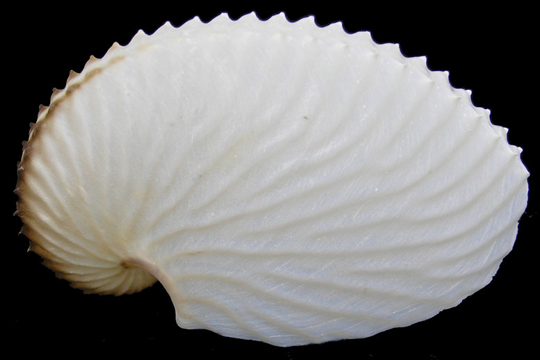 Argonauta argo Linnaeus, 1758 Greater Argonaut