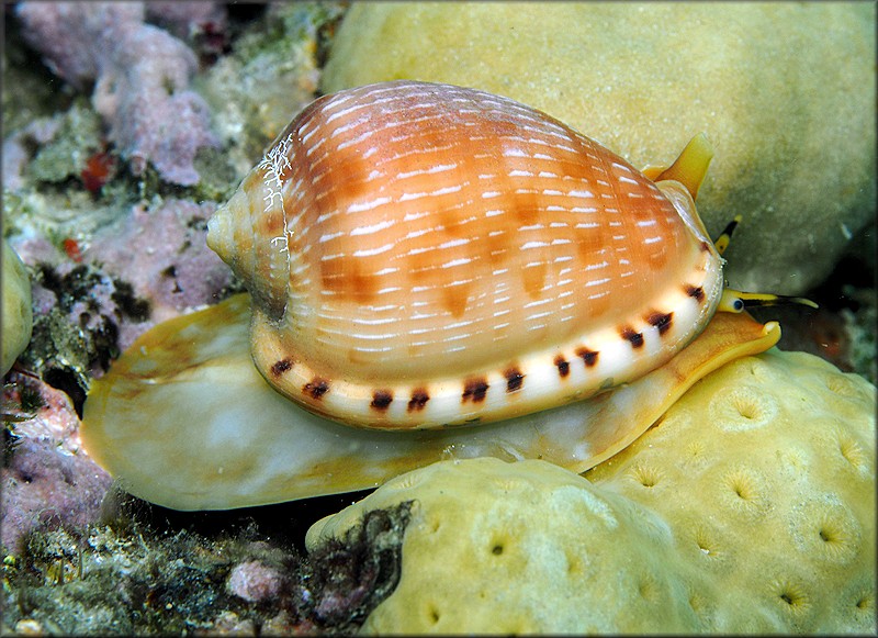 Cypraecassis testiculus (Linnaeus, 1758) Reticulate Cowrie-helmet