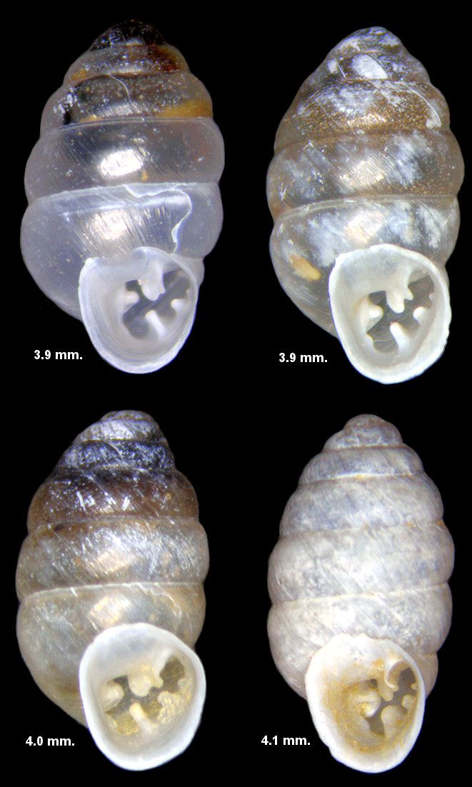 Gastrocopta armifera (Say, 1821) Armed Snaggletooth