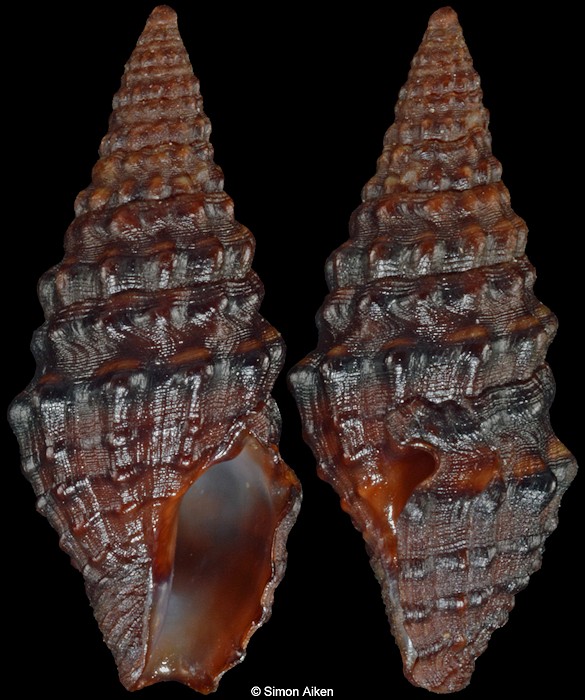 Pilsbryspira arsinoe (Dall, 1919)