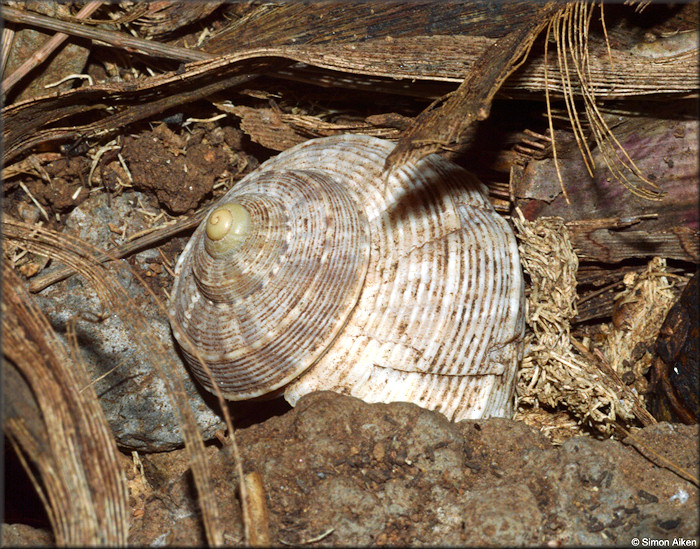 Tropidophora articulata (J. E. Gray, 1834)