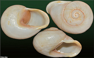 Thelidomus aspera (Férussac, 1821)