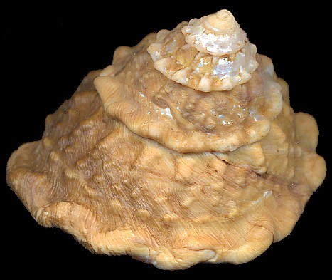 Megastraea undosa (Wood, 1828) Wavy Turban