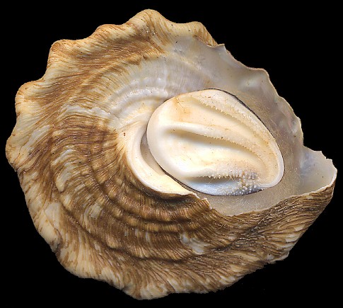 Megastraea undosa (Wood, 1828) Wavy Turban