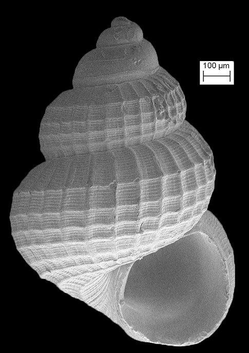 Alvania auberiana (dOrbigny, 1842) West Indian Alvania Fossil