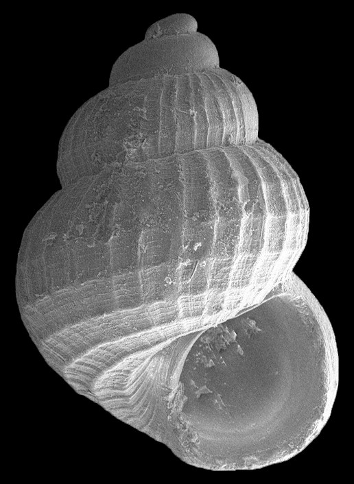 Alvania auberiana (dOrbigny, 1842) West Indian Alvania Fossil