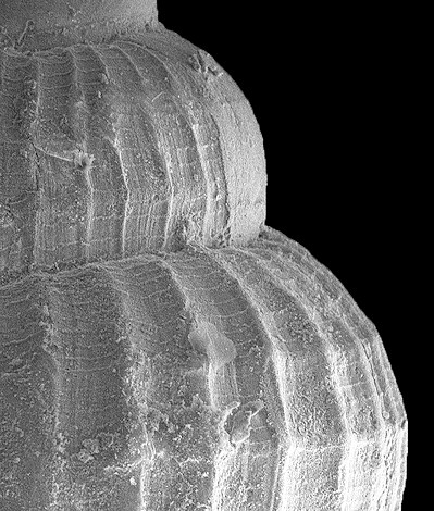 Alvania auberiana (dOrbigny, 1842) West Indian Alvania Fossil