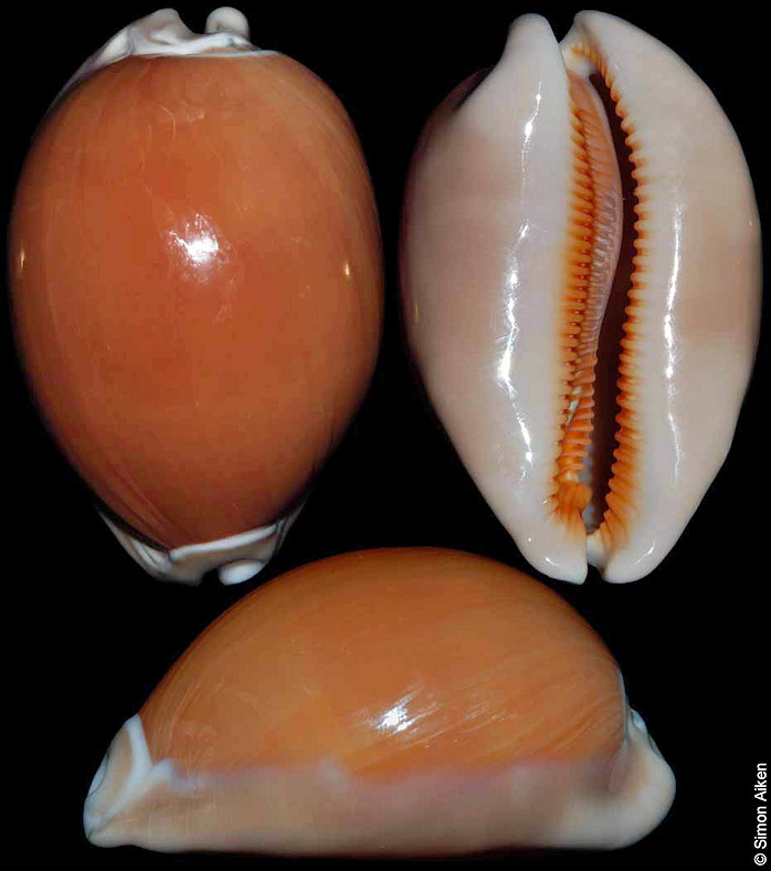 Callistocypraea aurantium (Gmelin, 1791) Golden Cowrie