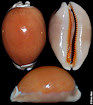 Callistocypraea aurantium (Gmelin, 1791)