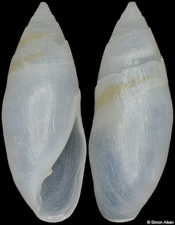Auriculastra semiplicata (H. Adams and A. Adams, 1854)