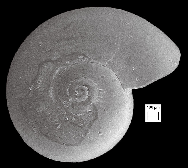 Teinostoma avunculus Pilsbry in Olsson and Harbison, 1953 Fossil