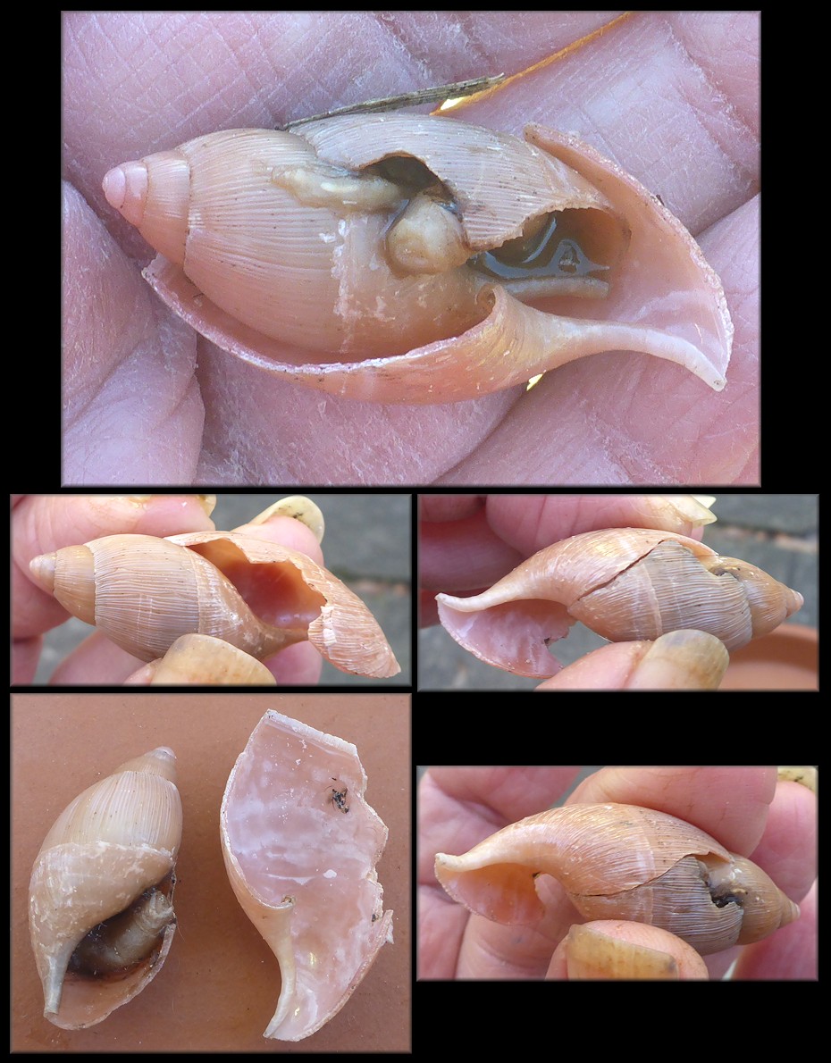 Euglandina rosea (Frussac, 1821) Damaged Shell Partially Devoured