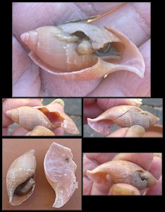 Euglandina rosea (Frussac, 1821) Damaged Shell Partially Devoured