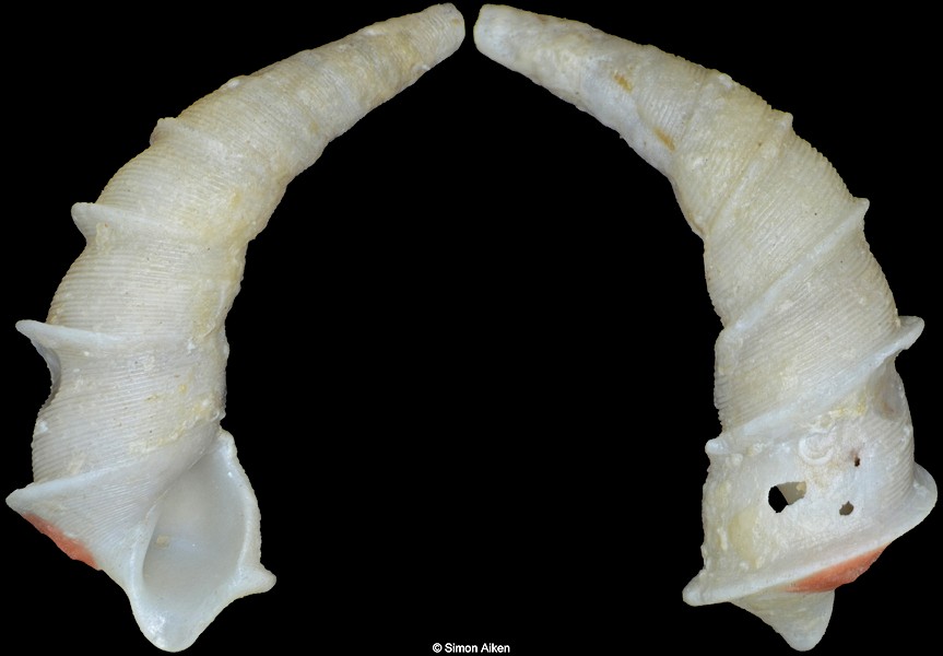 Bacula striolata H. Adams and A. Adams, 1863