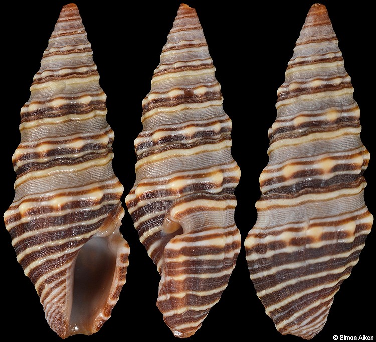 Pilsbryspira bacchia (Dall, 1919)