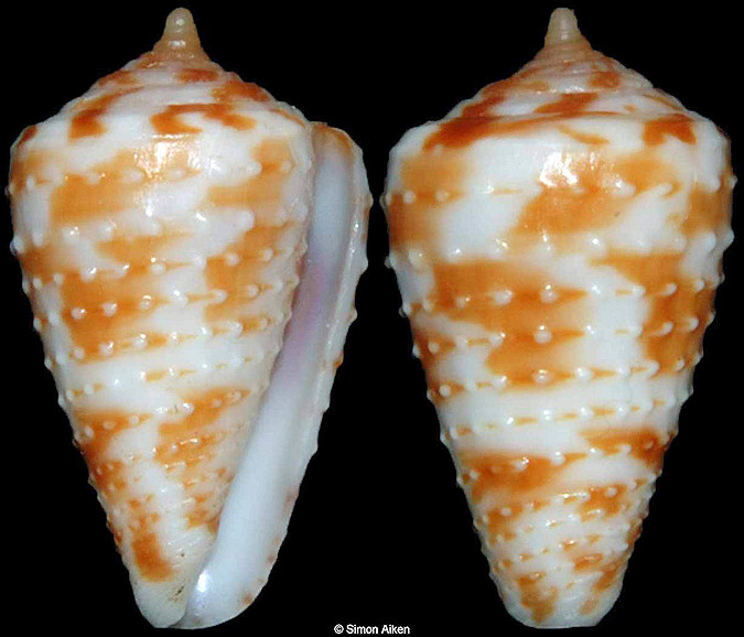 Conus baccatus G. B. Sowerby III, 1877