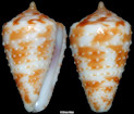 Conus baccatus G. B. Sowerby III, 1877