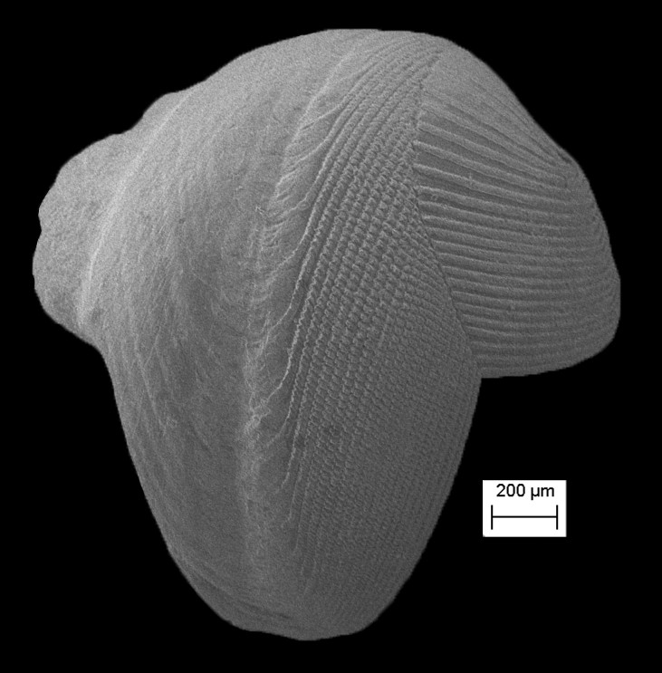 Bankia gouldi (Bartsch, 1908) Gould Shipworm