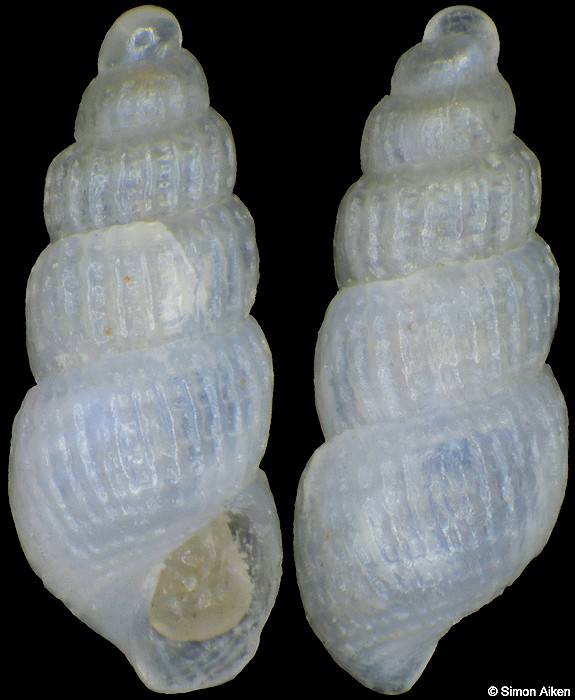 Bartschella subangulata (Carpenter, 1857)