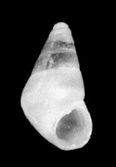 Caelatura gerhardtae (De Jong and Coomans, 1988) Gerhardts Barleysnail