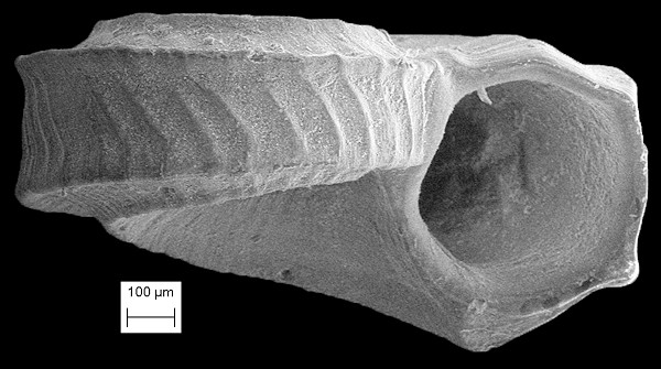 Cyclostremiscus bartschi (Mansfield, 1930)