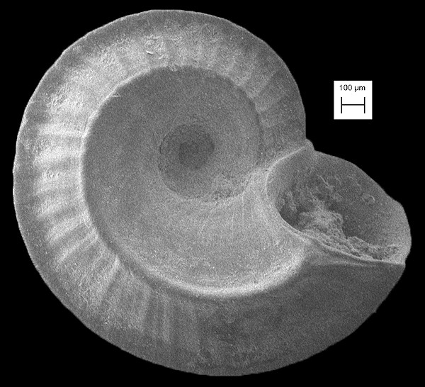 Cyclostremiscus bartschi (Mansfield, 1930)