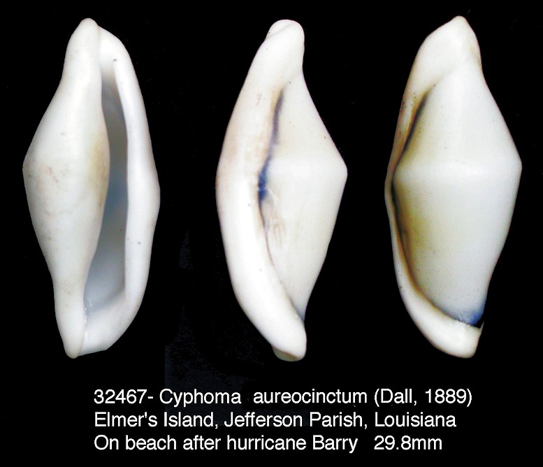 Cyphoma aureocinctum (Dall, 1889)