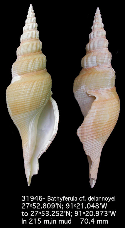 Bathyferula cf. delannoyei Stahlschmidt, Lamy and Fraussen, 2012