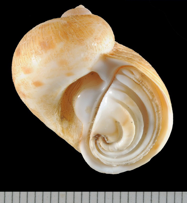 Natica tedbayeri Rehder, 1986 "Florida Moonsnail" With Operculum