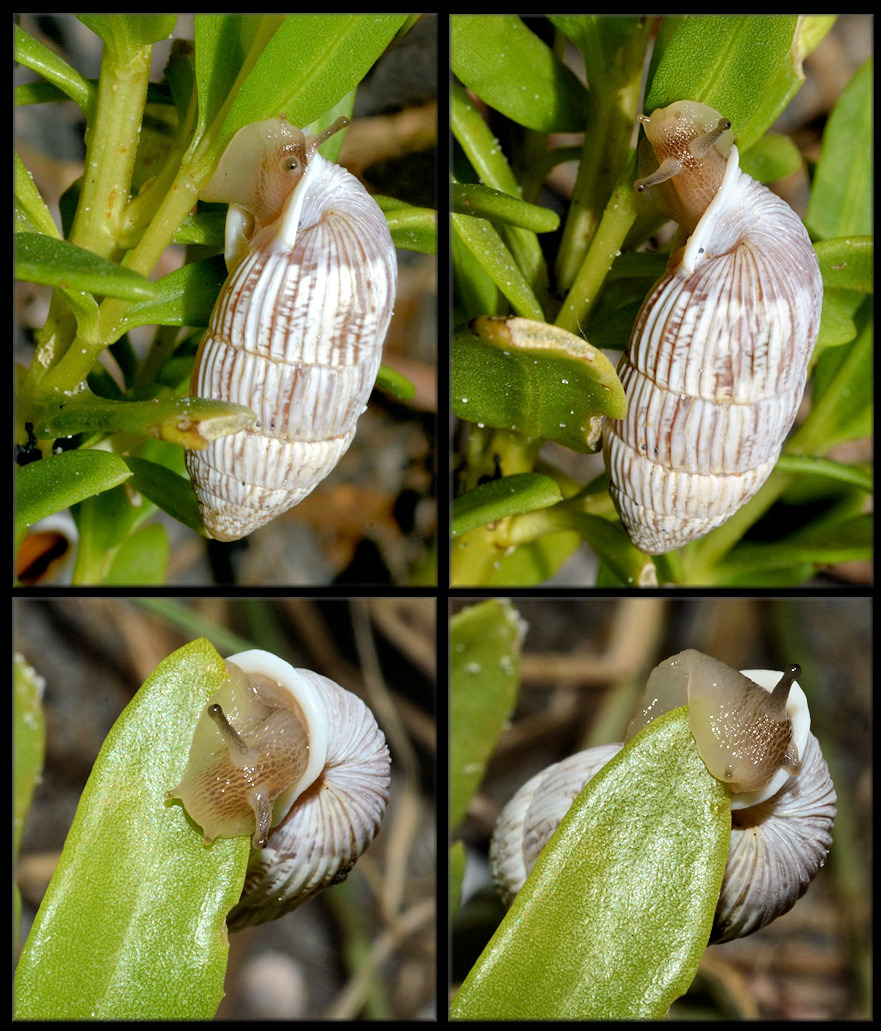 Cerion tridentatum costellatum Pilsbry, 1946 Probably Feeding