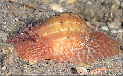 Naticarius canrena (Linnaeus, 1758) Colorful Moonsnail In Situ