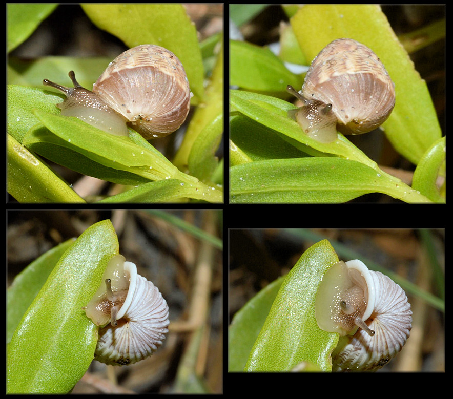 Cerion tridentatum costellatum Pilsbry, 1946 Probably Feeding