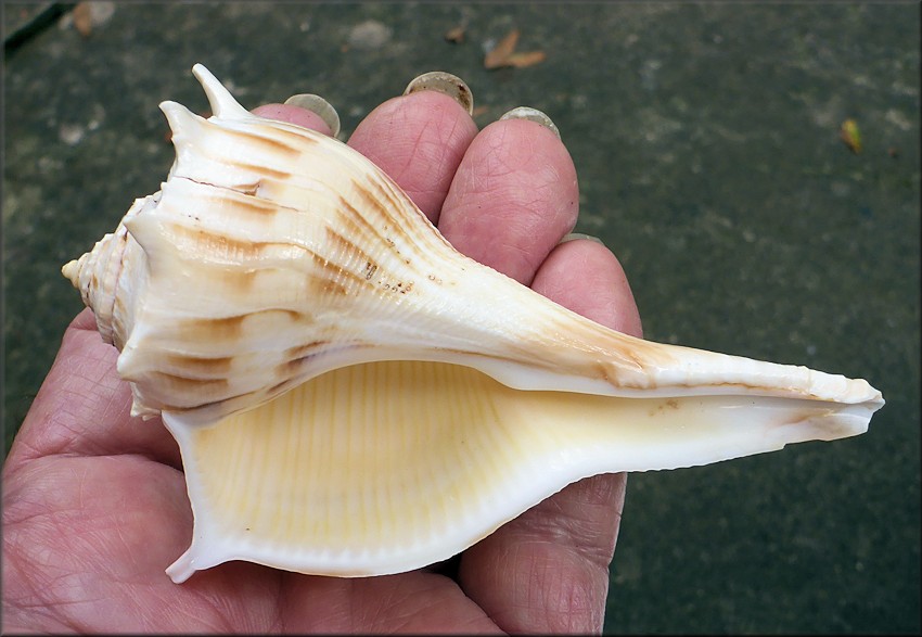 Busycon pulleyi Hollister, 1958 Prickly Whelk