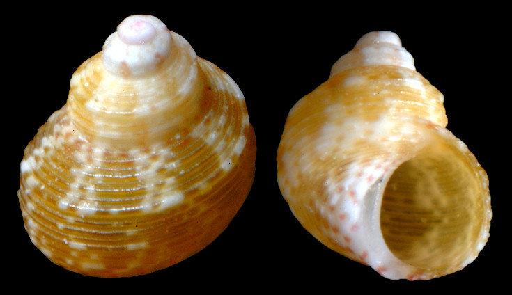 Eulithidium bellum (M. Smith, 1937) Shouldered Pheasant