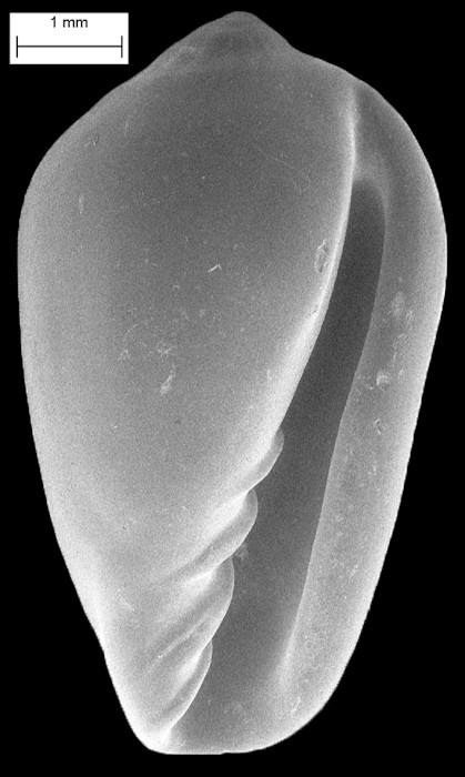 Prunum belloides (Olsson and Harbison, 1953) Extinct Fossil Species