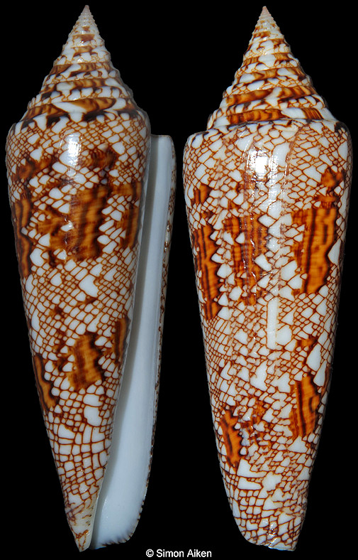 Conus bengalensis Okutani, 1968