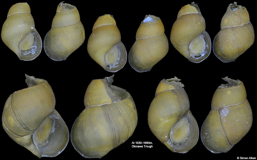 Provanna aff. glabra Okutani, Tsuchida and Fujikura, 1992