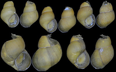 Provanna aff. glabra Okutani, Tsuchida and Fujikura, 1992