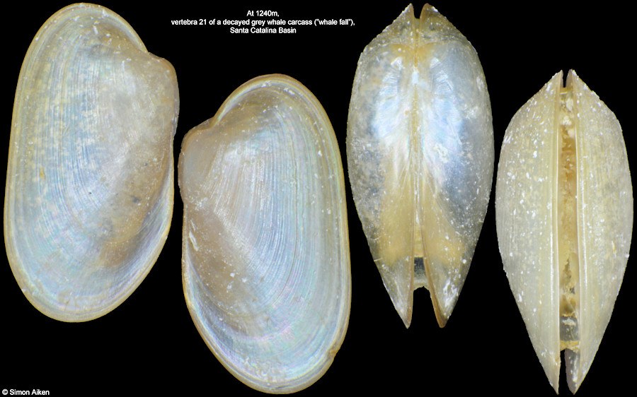 Idas washingtonia (Bernard, 1978)