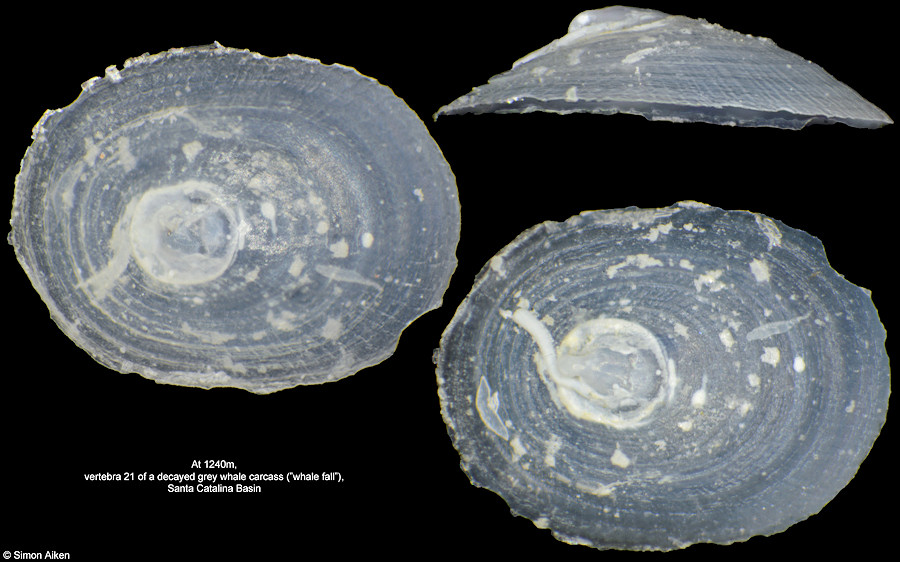 Pyropelta craigsmithi (McLean, 1992)